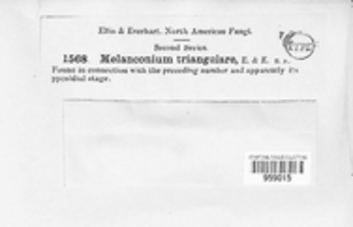 Melanconium image